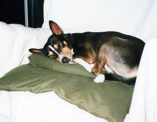 Bed Dog Boomer
