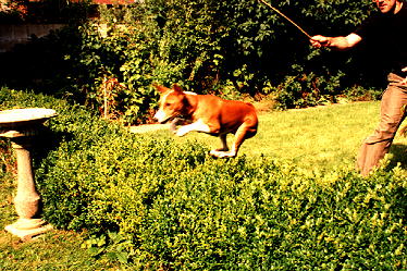 Curly jumping the hedge