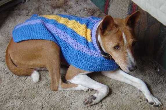 An Elderly Basenji