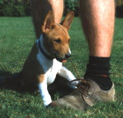 Finnbar Enjoys Shoelaces