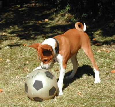 Fiji playing ball