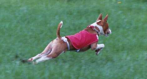 Gizmo takes to coursing