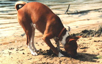 Digging in the Sand