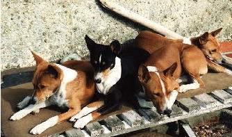 Zande Basenjis - Table of Contents