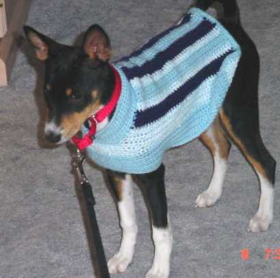 Basenji